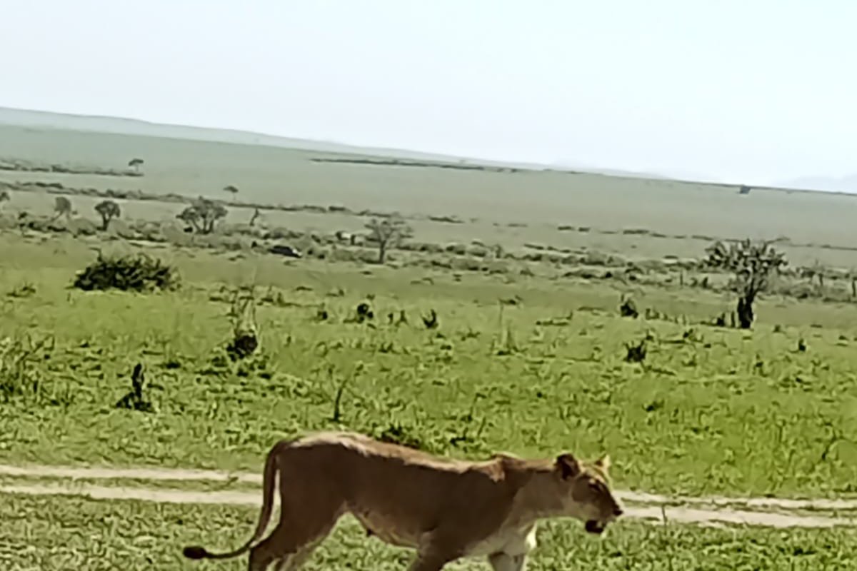 Lion in Amboseli National Park Safari Lion in Amboseli National Park, Kenya