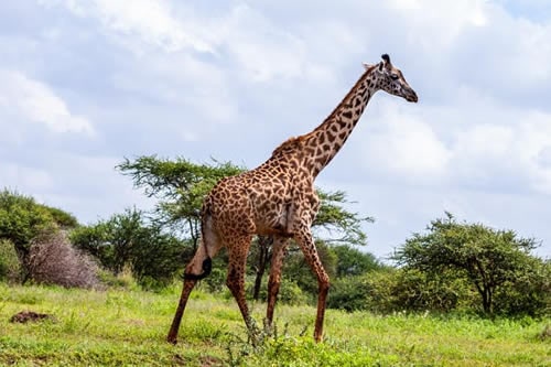 amboseli tours and safaris