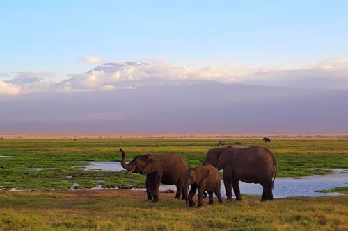 amboseli wildlife