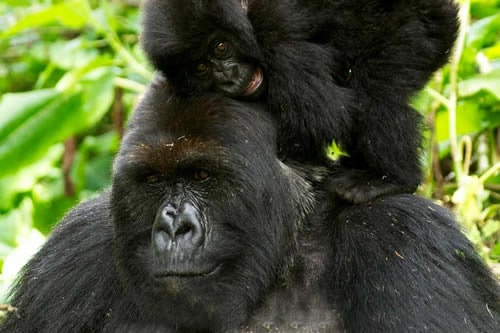 bwindi impenetrable national park