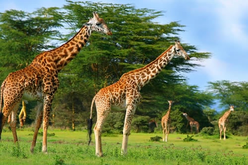 kenya wildlife safaris