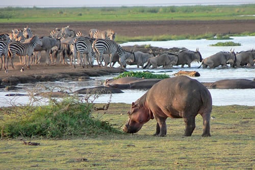 lake manyara national park