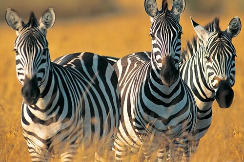 lake manyara national park