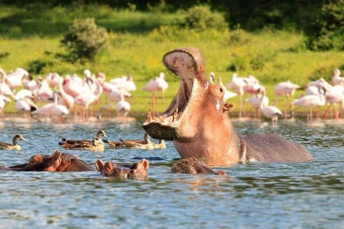 lake naivasha safaris