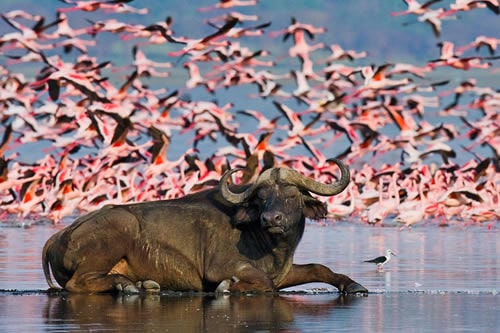 lake nakuru national park safaris