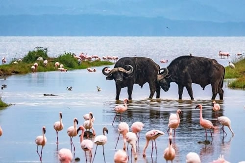 lake nakuru safaris