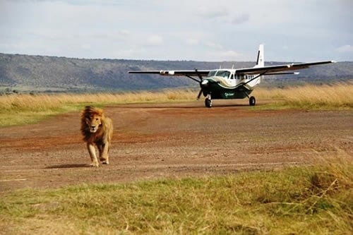 masai mara safaris by air