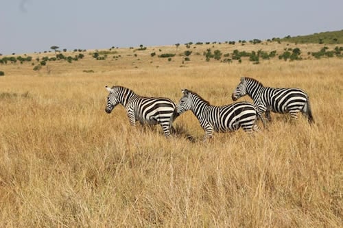 masai mara game reserve