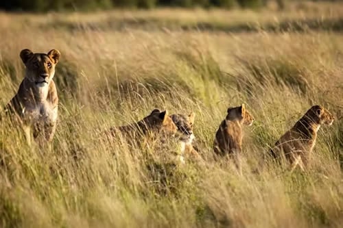 masai mara safaris