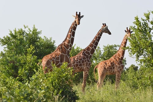 meru national park