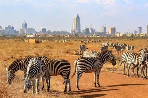 nairobi national park