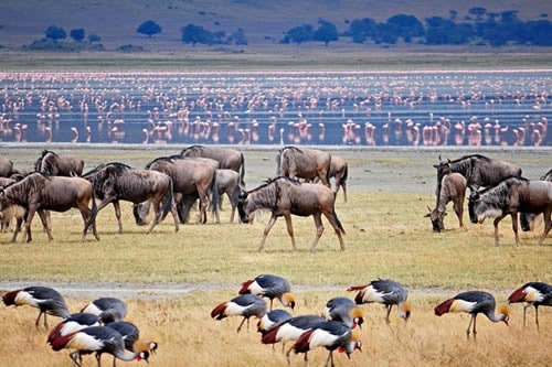 precious memories safaris ngorongoro