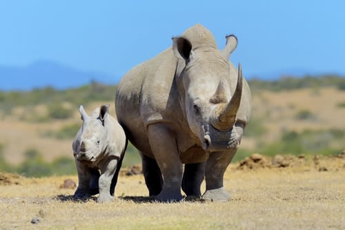 ol pejeta safaris