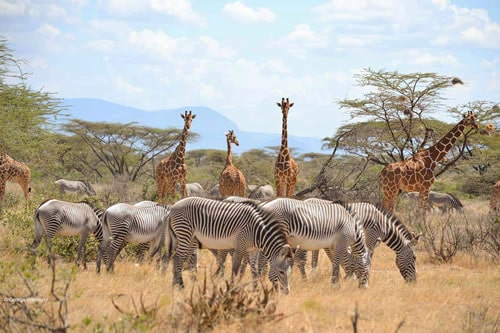 samburu national park