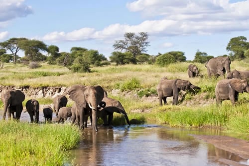 tarangire national park