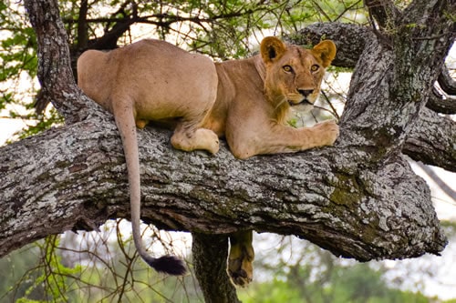 tarangire national park