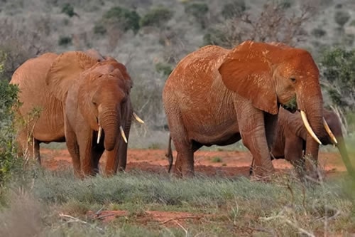 precious memories safaris tsavo east