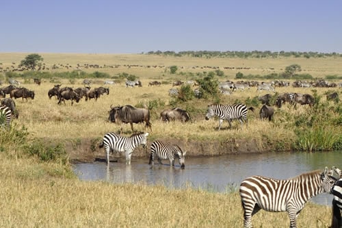 precious memories safaris tanzania