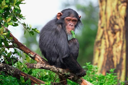 Chimpanzee in Kibale Forest National Park, Uganda