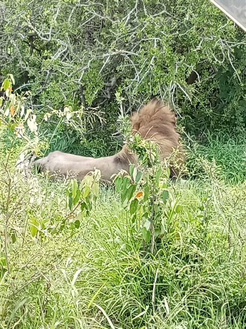 Lion Safari in the Masai Mara, Kenya Lion in the Masai Mara National Reserve, Kenya