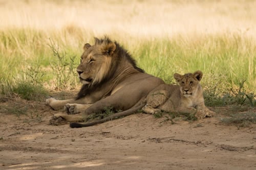 Lions resting in the Masai Mara Kenya