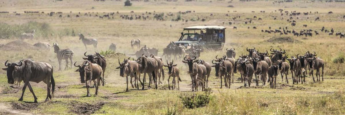 Wildebeest herd and safari vehicle on the Masai Mara plains, Kenya