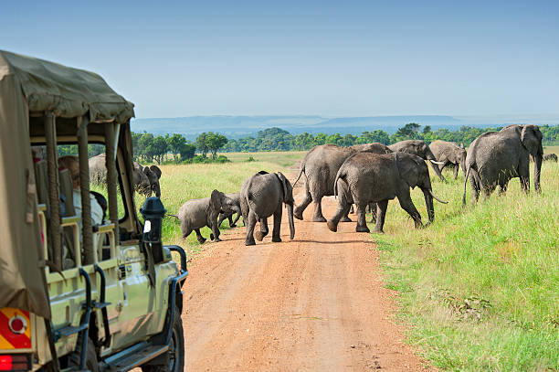 Elephants crossing a safari road in Tsavo East Kenya